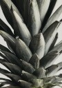 Pictufy Studio Iii Pineapple close up Plakat Plakat / 70x100cm