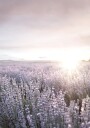 Sunset Over Lavender Fields Plakat Plakat / 40x50cm