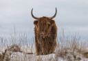 Jaap Van Den Helm Highlander in Snow Plakat Plakat / 50x70cm