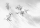 Winter dream   a still ballet Plakat Plakat / 50x70cm