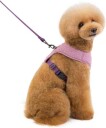 Lilla Teddy Hunde- Og Kattesele