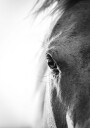 Horse Eye Plakat Plakat / 40x50cm