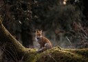 Fox in The Forest Plakat Plakat / 50x70cm