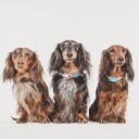 Tickless Mini Dog Elektronisk Flåttavviser (Korall)