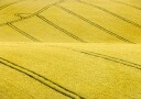 Field #2 Plakat / 30x40cm