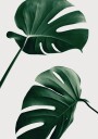 Tropical Monstera Leaves Plakat / 100x150