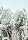 Tropical Whispers Plakat / 70x100