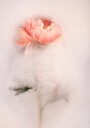 Frothy petal #1 Plakat Plakat / 40x50cm