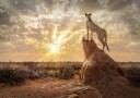 Cheetah At Sunset Plakat / 50x70