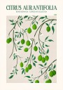 Botanical Lime Bliss Plakat Plakat / 70x100cm