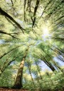 Beech Forest Plakat Plakat / 30x40cm