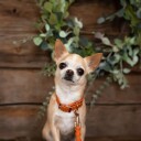 Tyylivoitto Classy Hundehalsbånd Liten Modell Mørk Oransje (Xxs)