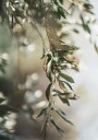 Olive Branch Plakat Plakat / 100x150cm