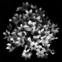 Early Sensation Plakat Plakat / 100x100cm
