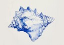 Blue Conch Harmony Plakat / 50x70