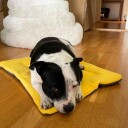 Burmadrass Katt Og Hund Hundemadrass Mange Str.