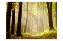 Fototapet Mysterious Forest Path 300x231 - Artgeist sp. z o. o.