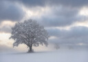 Cold morning Plakat Plakat / 100x150cm
