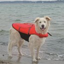 Ozami Flytevest Redningsvest til Hund 26cmX30-50cm <12kg