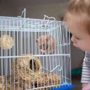 Northix Hamstertilbehør 5 Stk.