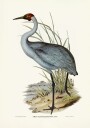 Australian Crane Plakat / 70x100