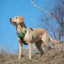 Feel Active Eco Training Hundesele Grøn (M)