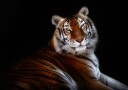 Majestic Tiger Gaze Plakat / 50x70