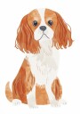 Cavalier Spaniel Dog Plakat Plakat / 50x70cm