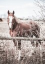 One Brown Horse Plakat Plakat / 21x30cm