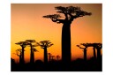 Fototapet Afrikanska Baobabtre 300x231 - Artgeist sp. z o. o.