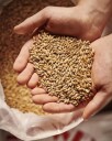 Weyermann Eraclea Italian Pilsner malt (2,5-4,5 EBC)