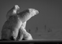 Arctic Mother and Cubs Plakat / 30x40