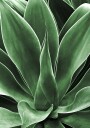 Green Agave Leaves Plakat Plakat / 100x150cm