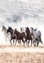 Wild Horses Free Spirit Plakat Plakat / 40x50cm