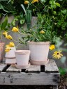 Bergs Potter Københavner Krukke Rose 16 cm