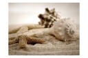 Fototapet Beach And Mussel 200x154 - Artgeist sp. z o. o.