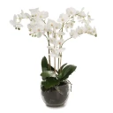 Mr Plant Phalaenopsis Orkide 70 cm Hvit