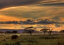 Africa Plakat Plakat / 70x100cm