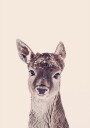 Fawn Rosé Beige Plakat Plakat / 30x40cm
