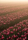 Field of Flowers 1 Plakat Plakat / 70x100cm