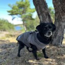 Grått Hundedekken-Integrert Sele