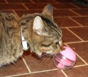 Catit Catit Snacks Ball Rosa/Transparent. Ø 8 cm