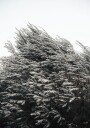 Bush of Plants Plakat Plakat / 40x50cm