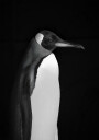 Mr. Penguin Plakat Plakat / 21x30cm