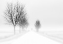 Misty Winter Road Plakat / 21x30