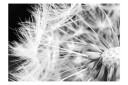 Fototapet Black And White Dandelion 100x70 - Artgeist sp. z o. o.