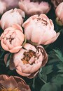 Coral Peonies Plakat / 40x50cm