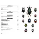 Beetles of Europe Volume 2