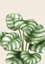 Striped Green Leaves Botanical Plakat Plakat / 21x30cm