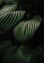 Dark Green Leaf Texture Plakat Plakat / 100x150cm